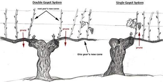 Double and single guyot system